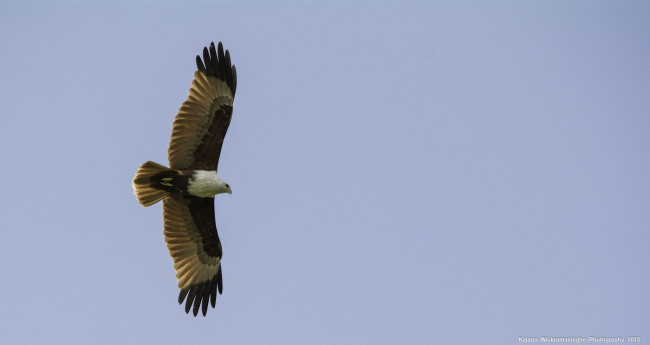 Обои картинки фото животные, птицы - хищники, небо, полёт, свобода, хищник, крылья, коршун, высота, птица