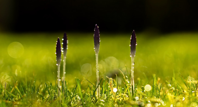 Обои картинки фото цветы, крокусы, природа, весна