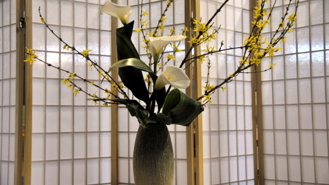 Обои картинки фото цветы, букеты,  композиции, каллы, форзиция