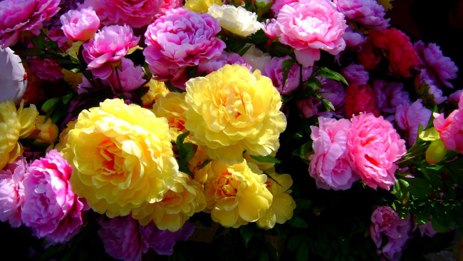 Обои картинки фото цветы, розы, много