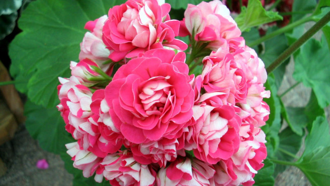 Обои картинки фото цветы, розы, ветка