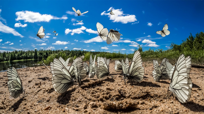 Обои картинки фото животные, бабочки,  мотыльки,  моли, фон