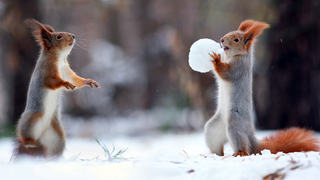 Обои картинки фото животные, белки, снег
