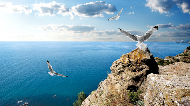 Обои картинки фото животные, Чайки,  бакланы,  крачки, чайки