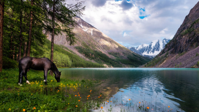 Обои картинки фото животные, лошади, лошадь, река