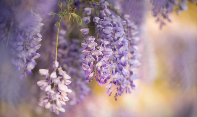 Обои картинки фото цветы, глициния, вистерия, весна, природа