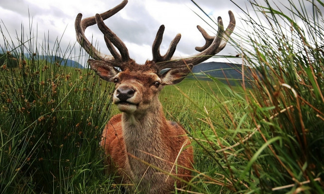Обои картинки фото животные, олени, рога, олень, трава