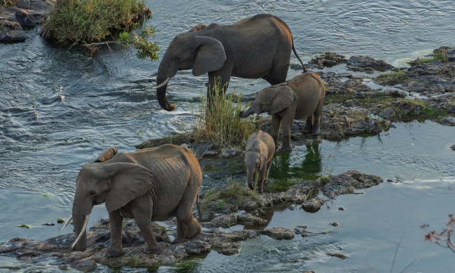 Обои картинки фото животные, слоны