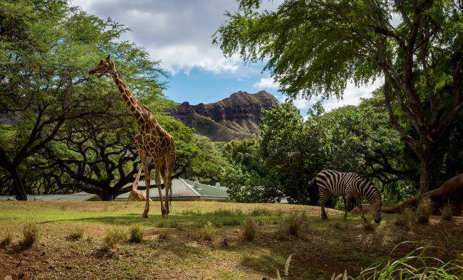 Обои картинки фото животные, разные вместе, саванна