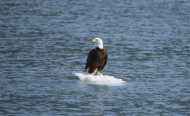 Обои картинки фото животные, птицы - хищники, льдина, белоголовый, орлан, море