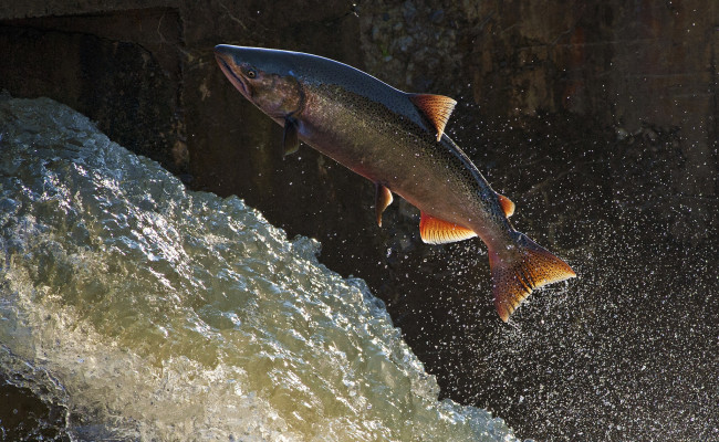 Обои картинки фото животные, рыбы, рыбка