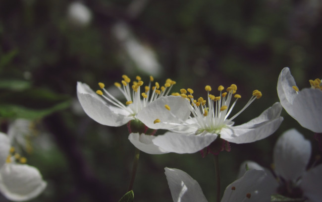 Обои картинки фото цветы, цветущие деревья ,  кустарники, макро, весна, пирода