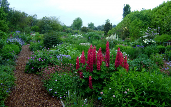 Обои картинки фото цветы, разные вместе, люпин