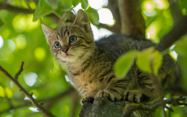 Обои картинки фото животные, коты, киса