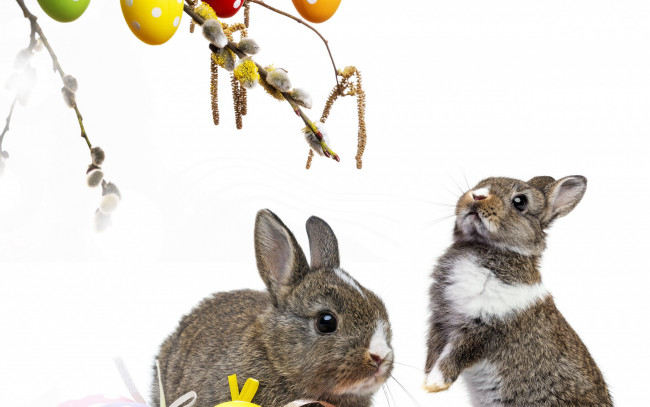 Обои картинки фото животные, кролики,  зайцы, colorful, пасхальный, willow, twig, easter, корзина, верба, flowers, eggs, decoration, bunny, пасха, цветы, крашеные, яйца, rabbit, весна, spring, ветки