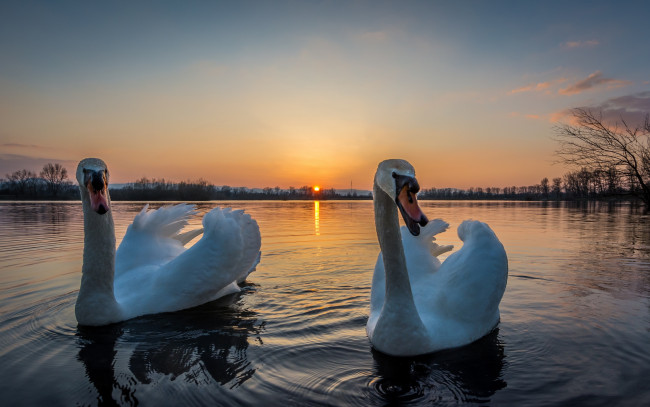 Обои картинки фото животные, лебеди, птичка