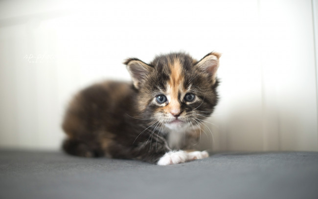 Обои картинки фото животные, коты, киса