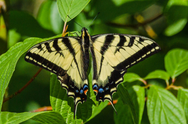 Обои картинки фото животные, бабочки,  мотыльки,  моли, бабочка