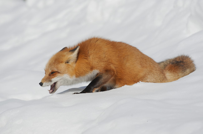 Обои картинки фото животные, лисы, лисичка