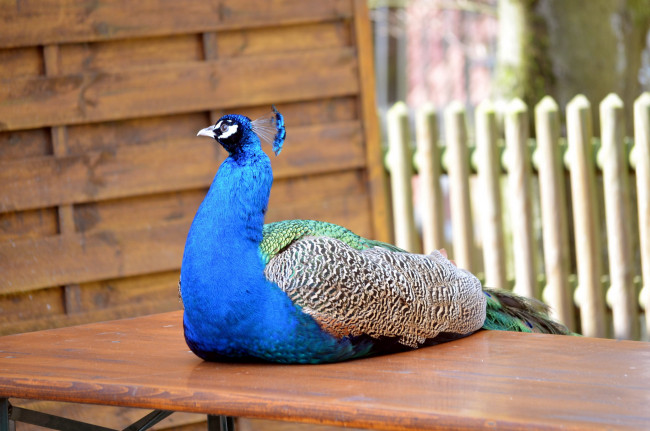 Обои картинки фото животные, павлины, хохолок