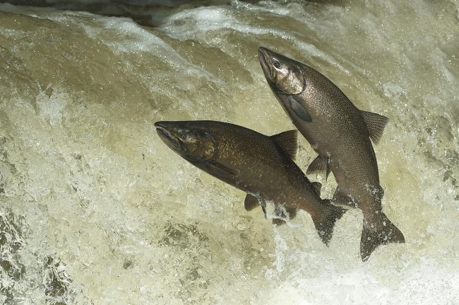 Обои картинки фото животные, рыбы, рыбка