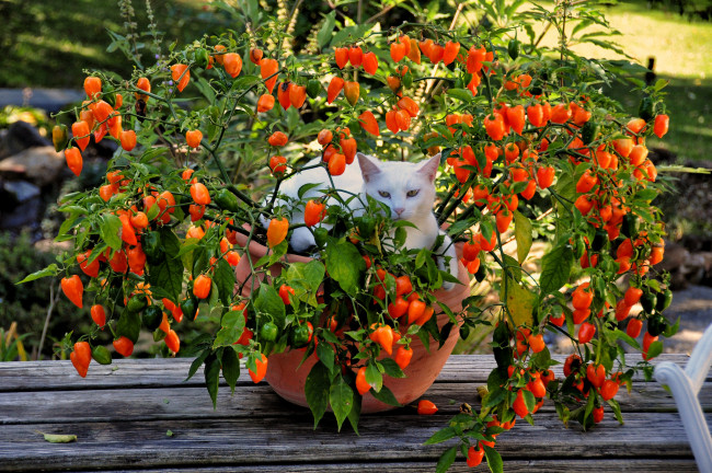 Обои картинки фото животные, коты, киса