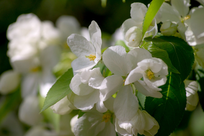 Обои картинки фото цветы, цветущие деревья ,  кустарники, макро, яблоня, весна