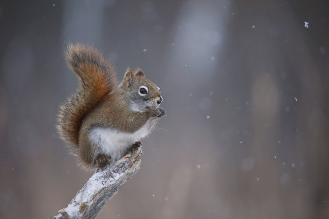 Обои картинки фото животные, белки, белка