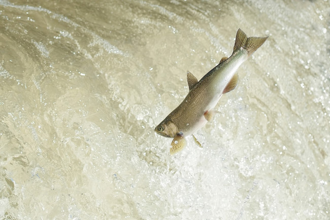 Обои картинки фото животные, рыбы, рыбка