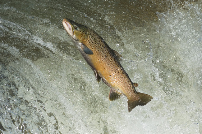 Обои картинки фото животные, рыбы, рыбка