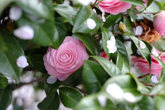 Обои картинки фото цветы, камелии, дерево, камелия, весна