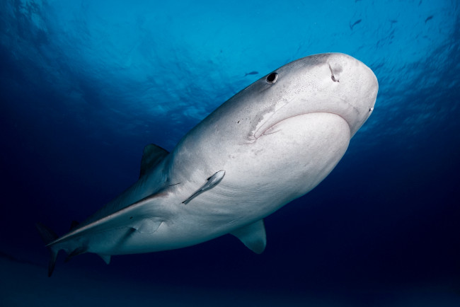 Обои картинки фото животные, акулы, хищник