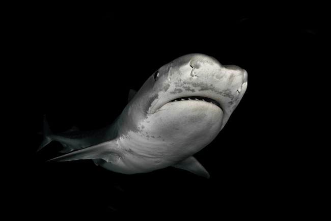 Обои картинки фото животные, акулы, хищник