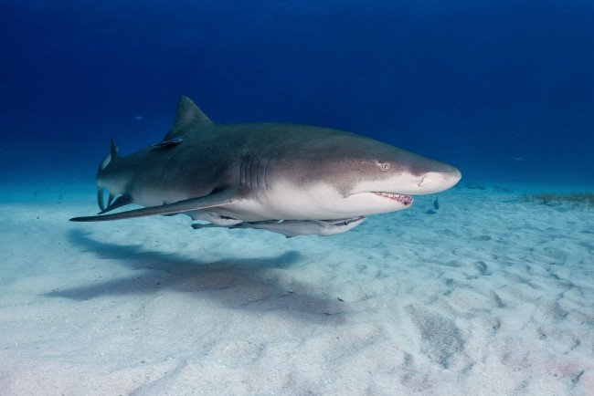 Обои картинки фото животные, акулы, хищник