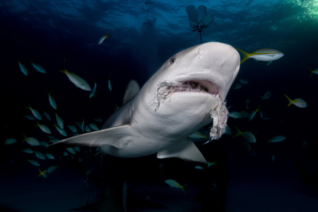 Обои картинки фото животные, акулы, хищник