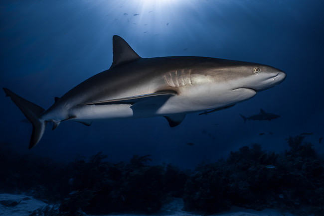 Обои картинки фото животные, акулы, хищник