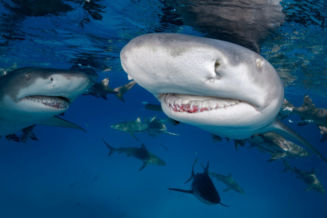 Обои картинки фото животные, акулы, хищник