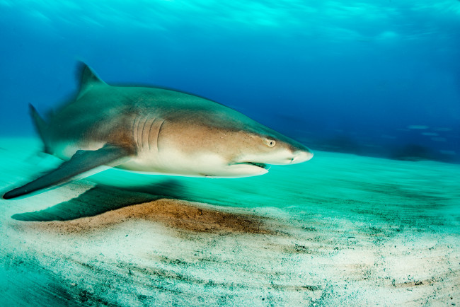Обои картинки фото животные, акулы, рыбка