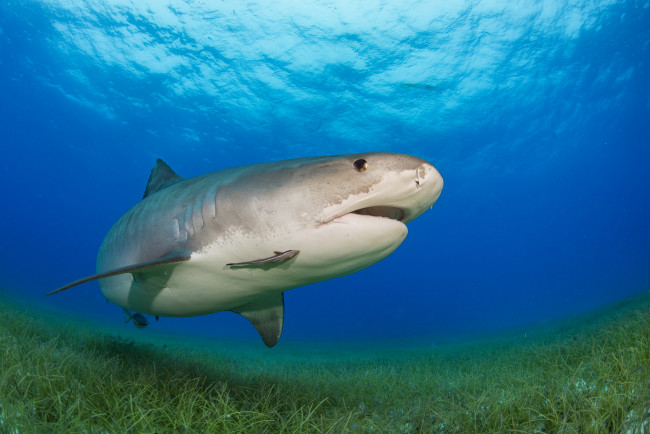 Обои картинки фото животные, акулы, рыбка