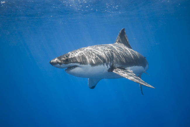 Обои картинки фото животные, акулы, рыбка