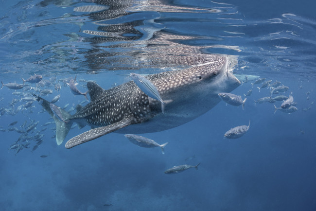 Обои картинки фото животные, акулы, рыбка