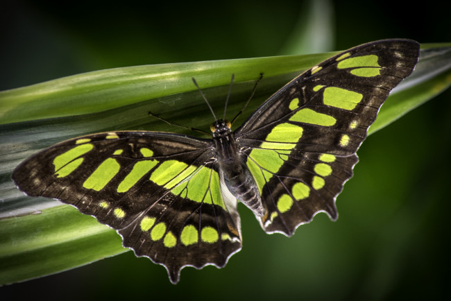 Обои картинки фото животные, бабочки,  мотыльки,  моли, бабочка