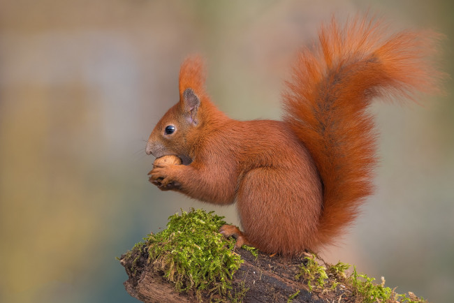 Обои картинки фото животные, белки, белка