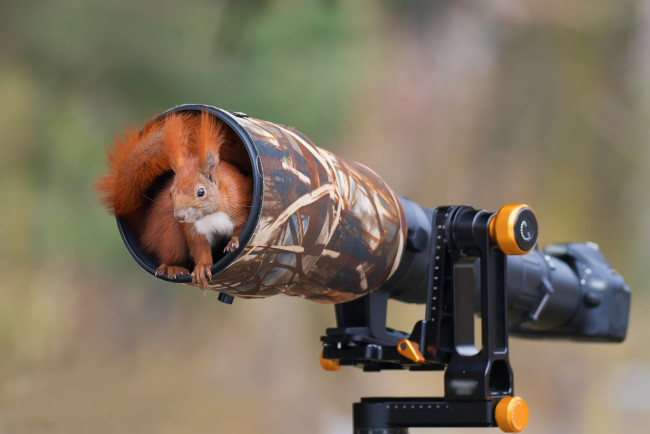 Обои картинки фото животные, белки, белка