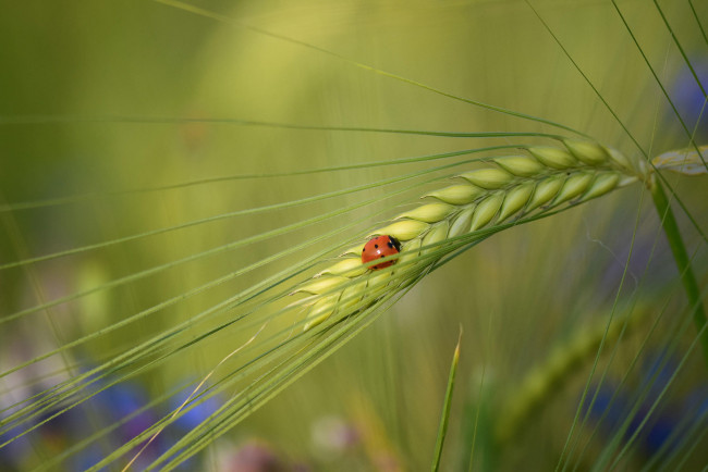 Обои картинки фото животные, божьи коровки, божья, коровка, колос, макро