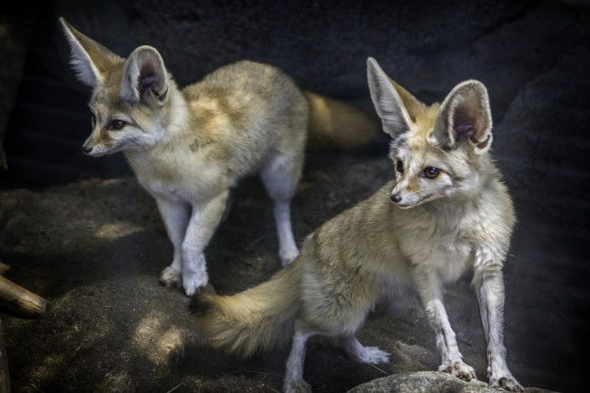 Обои картинки фото животные, фенеки, лисичка