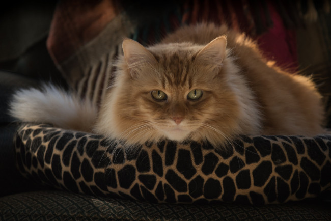 Обои картинки фото животные, коты, киса