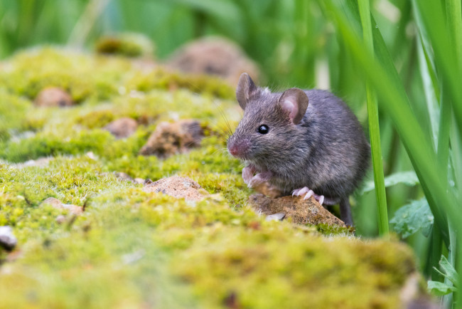 Обои картинки фото животные, крысы,  мыши, мышка