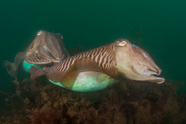 Обои картинки фото животные, морская фауна, рыбка