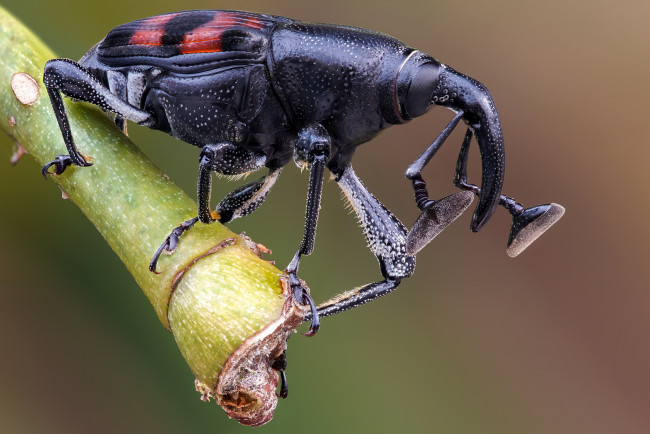 Обои картинки фото животные, насекомые, жук